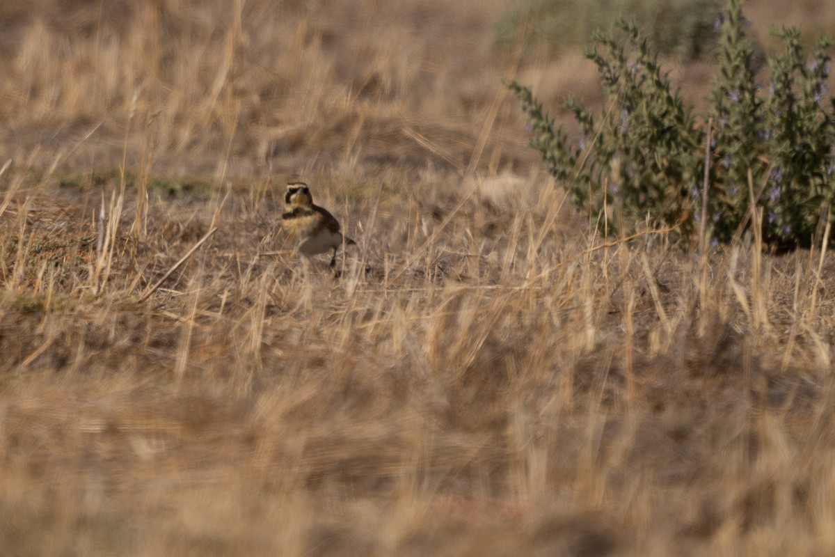 Horned Lark - ML641822490