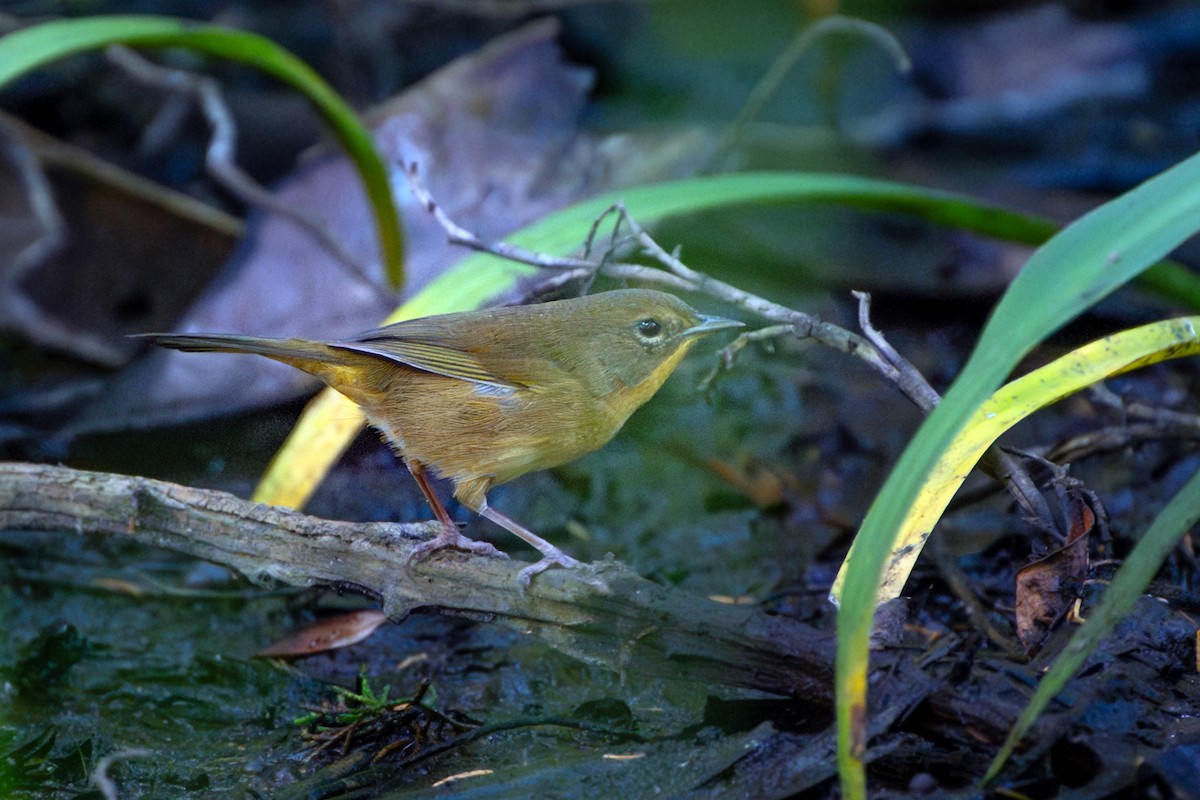 Common Yellowthroat - ML641822493