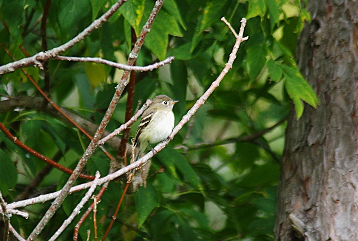 Empidonax sp. - ML641822497