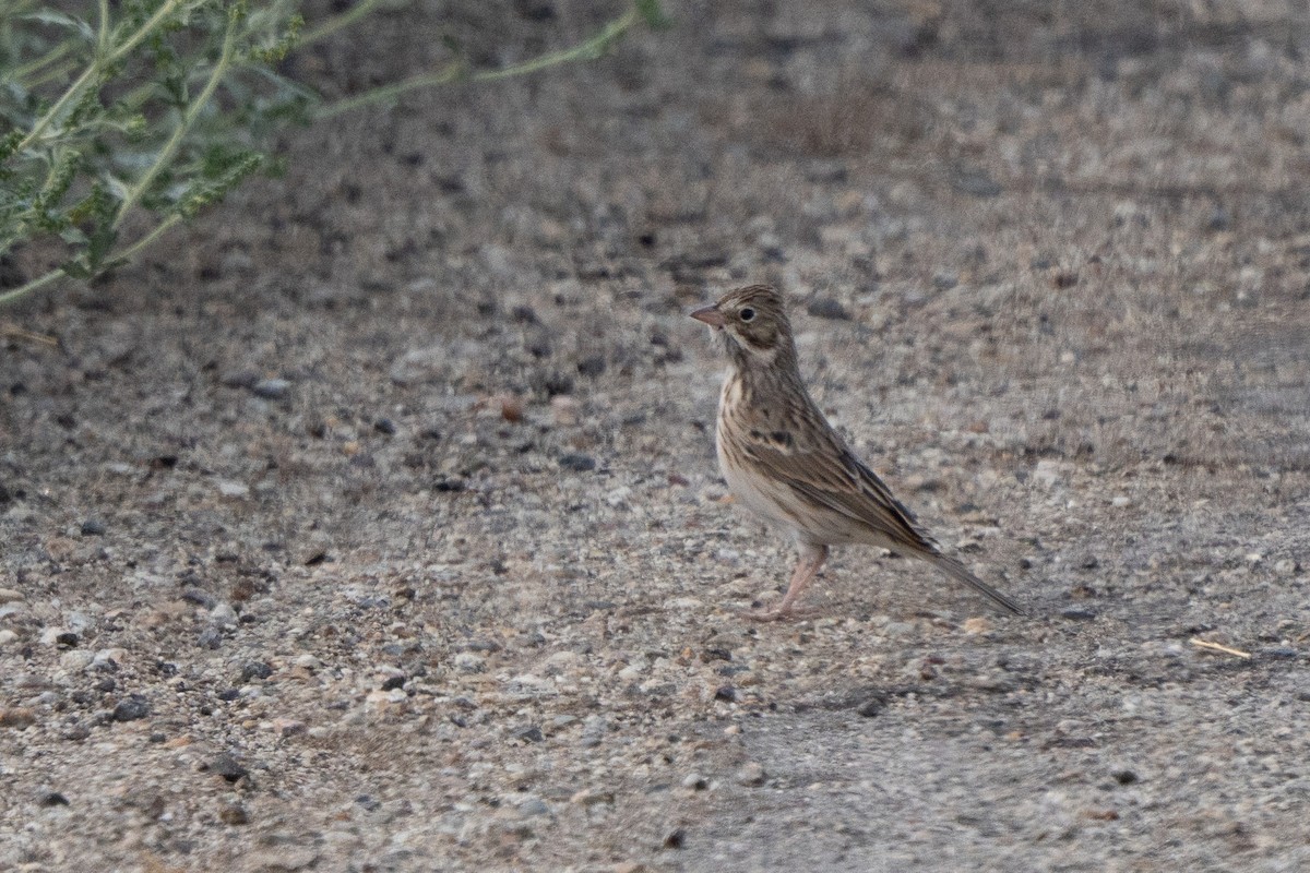Vesper Sparrow - ML641822510
