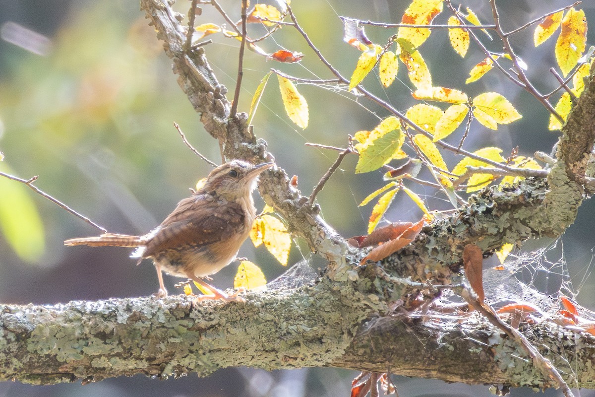 Carolina Wren - ML641822542