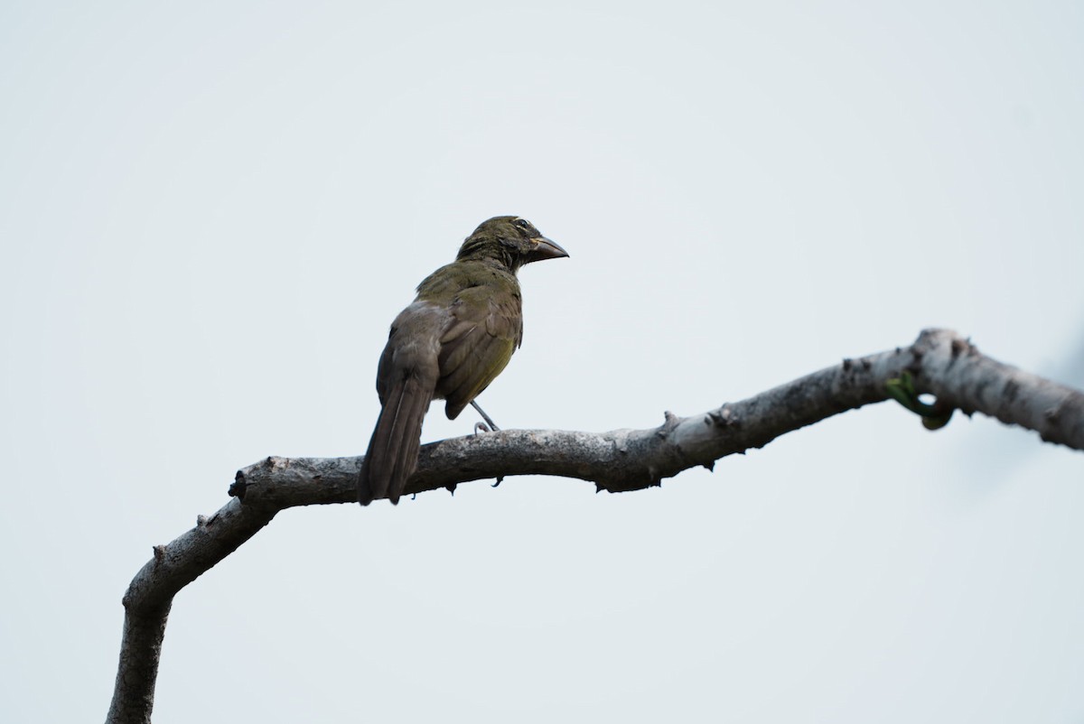 Olive-gray Saltator - ML641822544