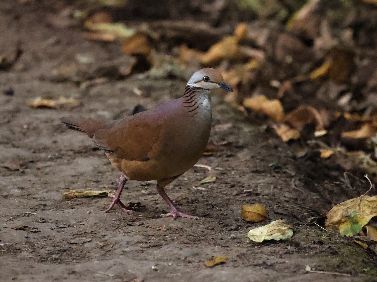 Lined Quail-Dove - ML641822552