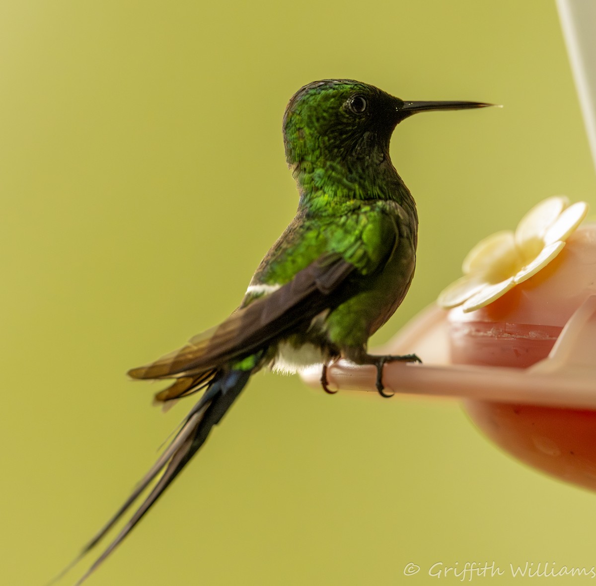 Green Thorntail - ML641822560