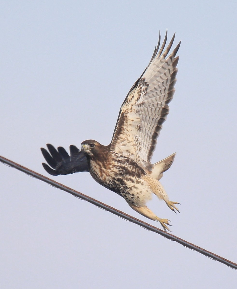 Red-tailed Hawk (abieticola) - ML641822573