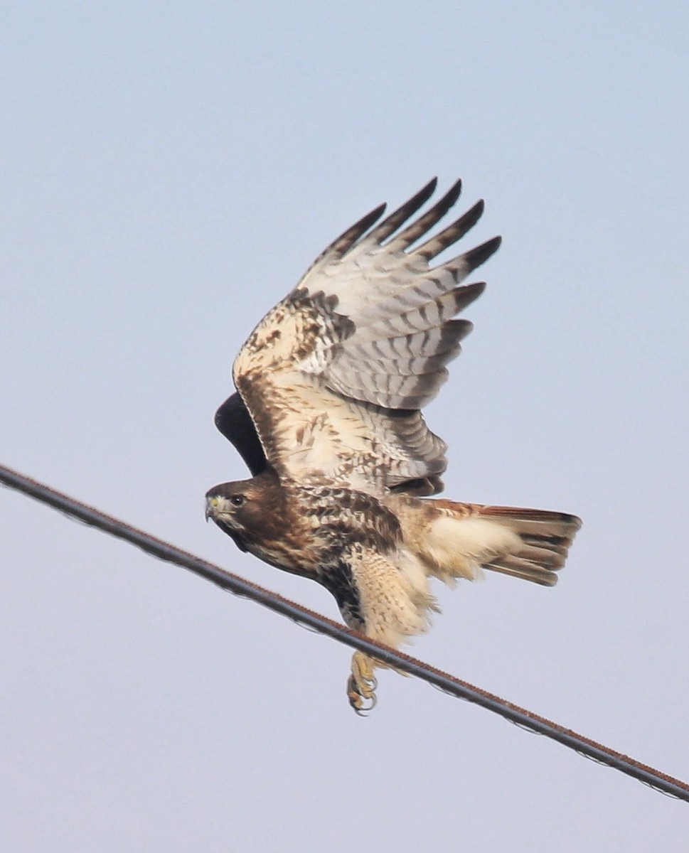 Red-tailed Hawk (abieticola) - ML641822574