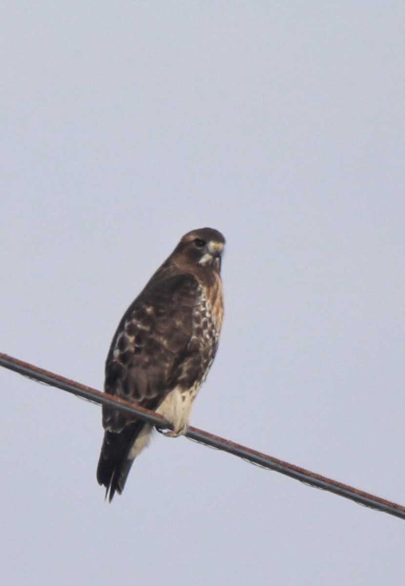 Red-tailed Hawk (abieticola) - ML641822575