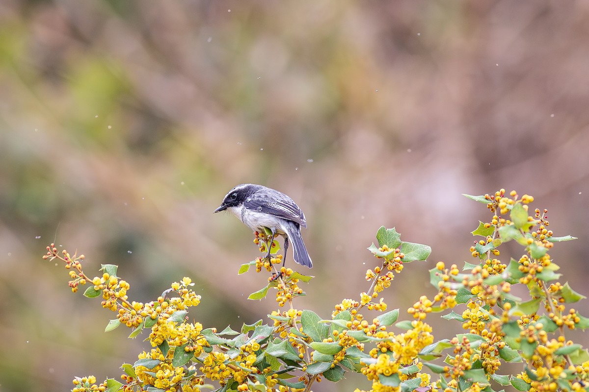 Gray Bushchat - ML641822582