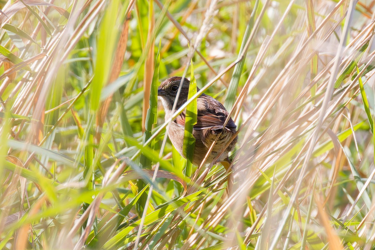 Swamp Sparrow - ML641822594