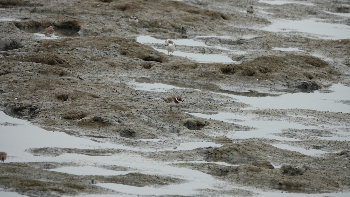 Common Ringed Plover - ML641822601