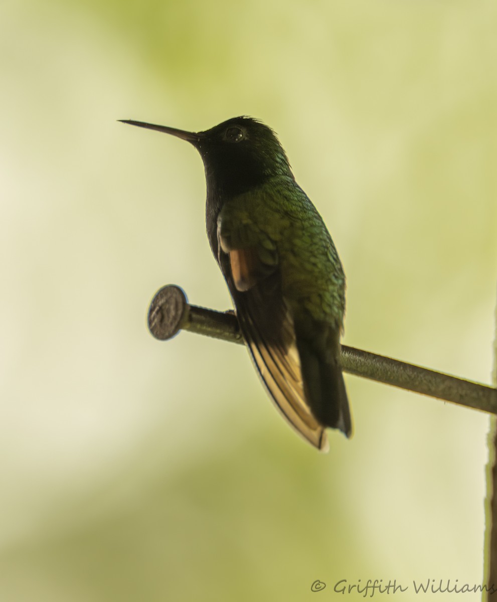 Black-bellied Hummingbird - ML641822611