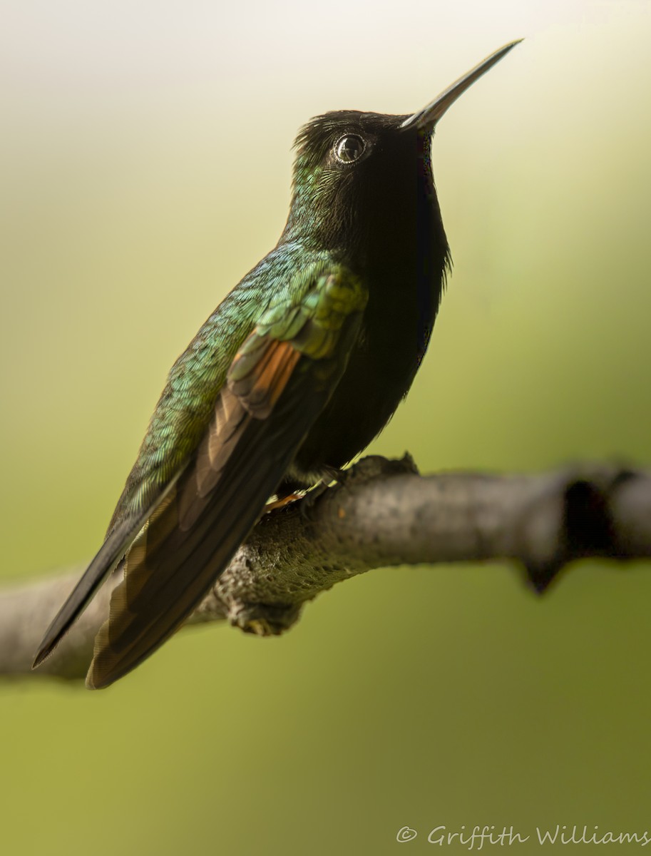 Black-bellied Hummingbird - ML641822614