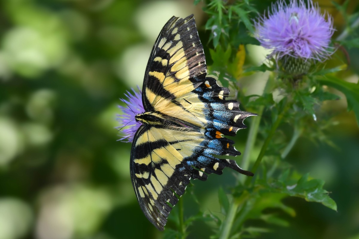 Eastern Tiger Swallowtail - ML641822619