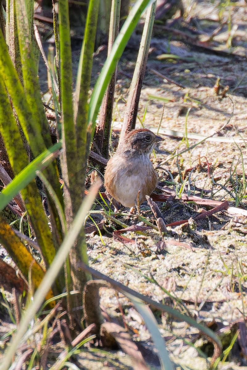 Swamp Sparrow - ML641822621