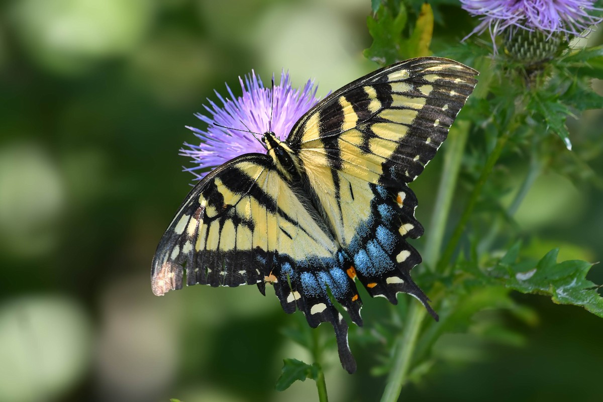 Eastern Tiger Swallowtail - ML641822622
