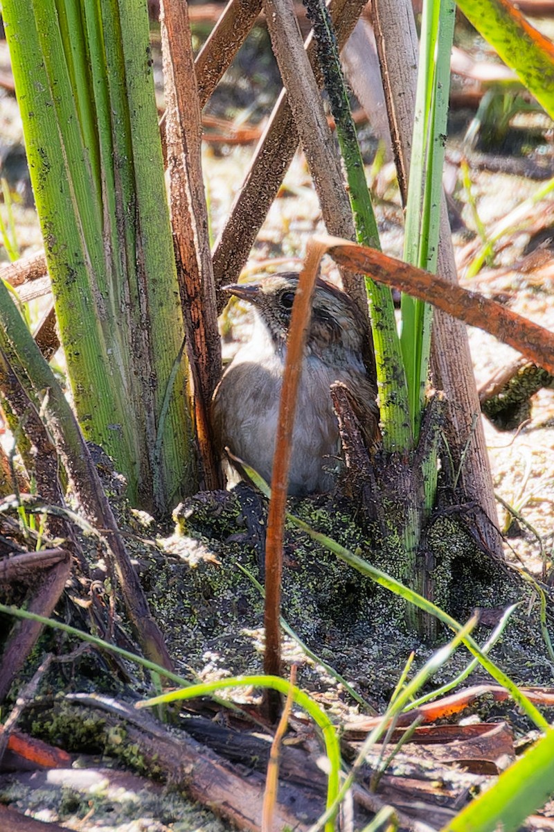 Swamp Sparrow - ML641822623