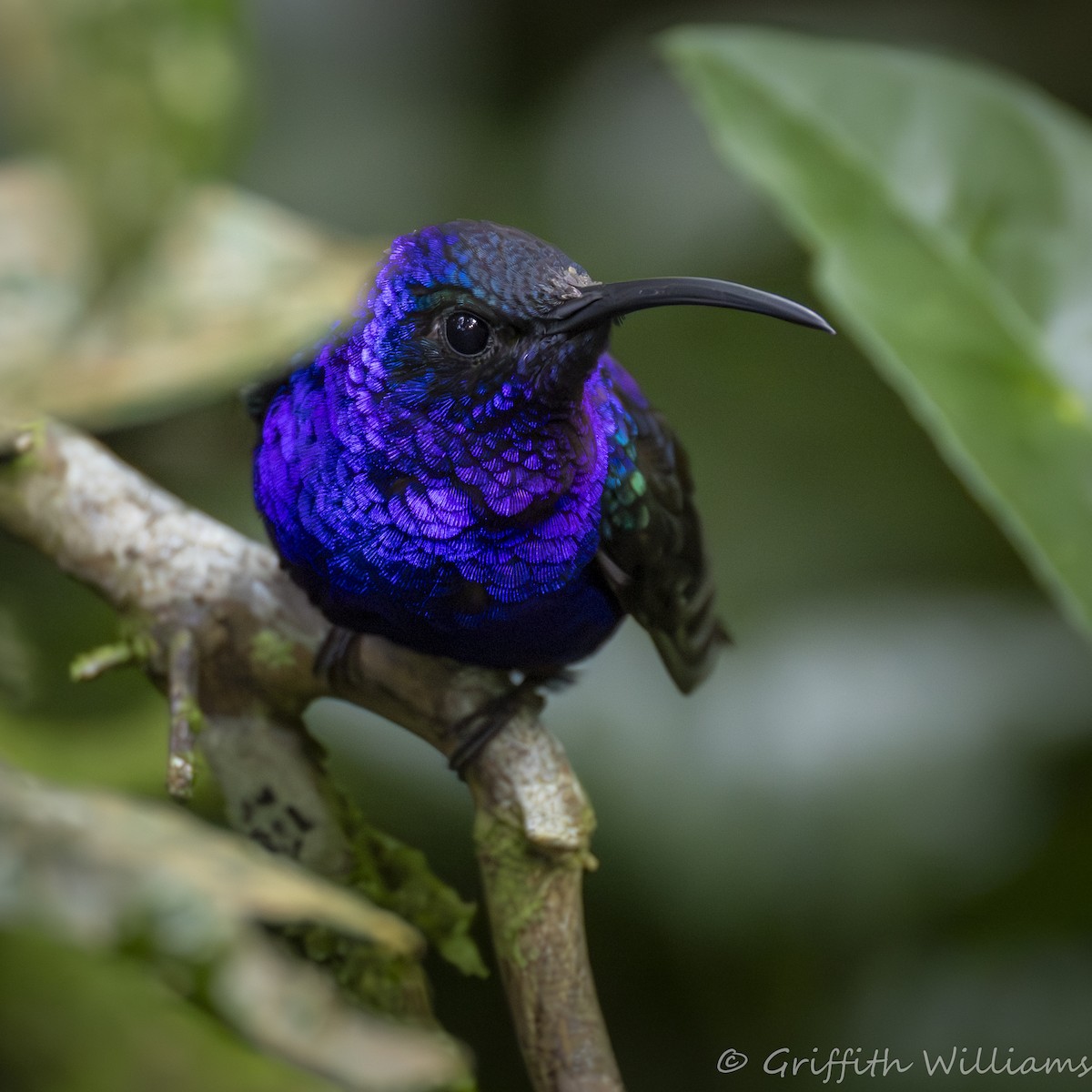 Violet Sabrewing - ML641822631
