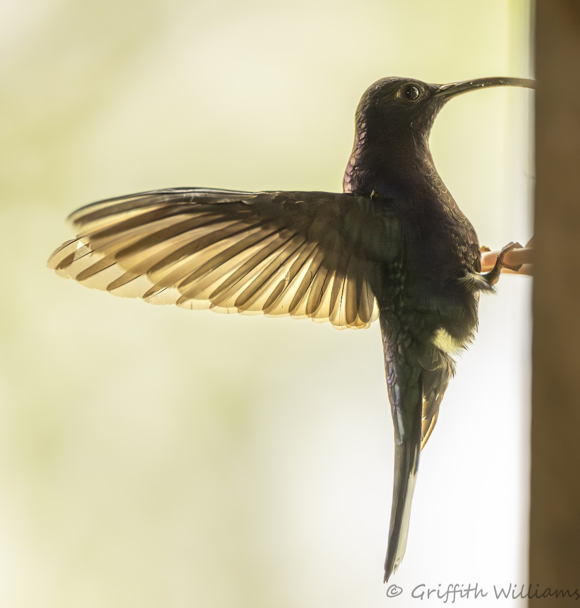Violet Sabrewing - ML641822634