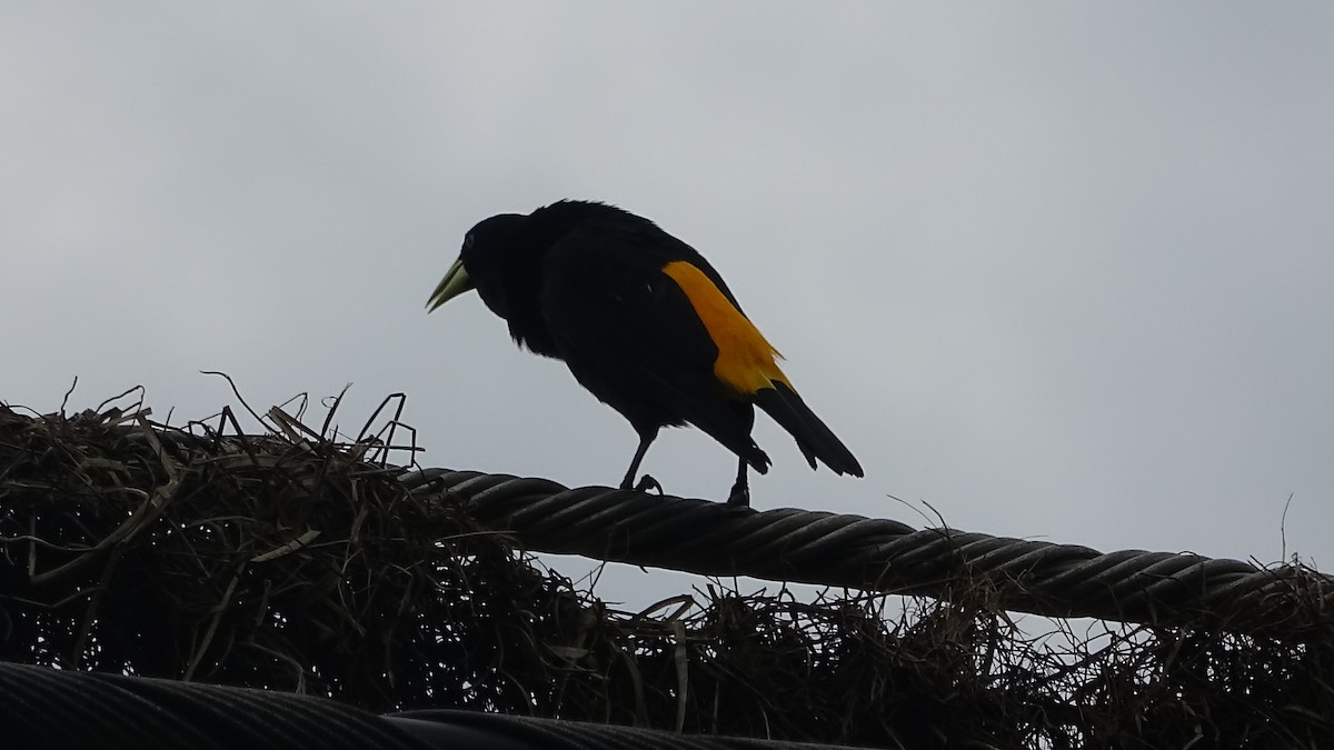 Yellow-rumped Cacique - ML641822636