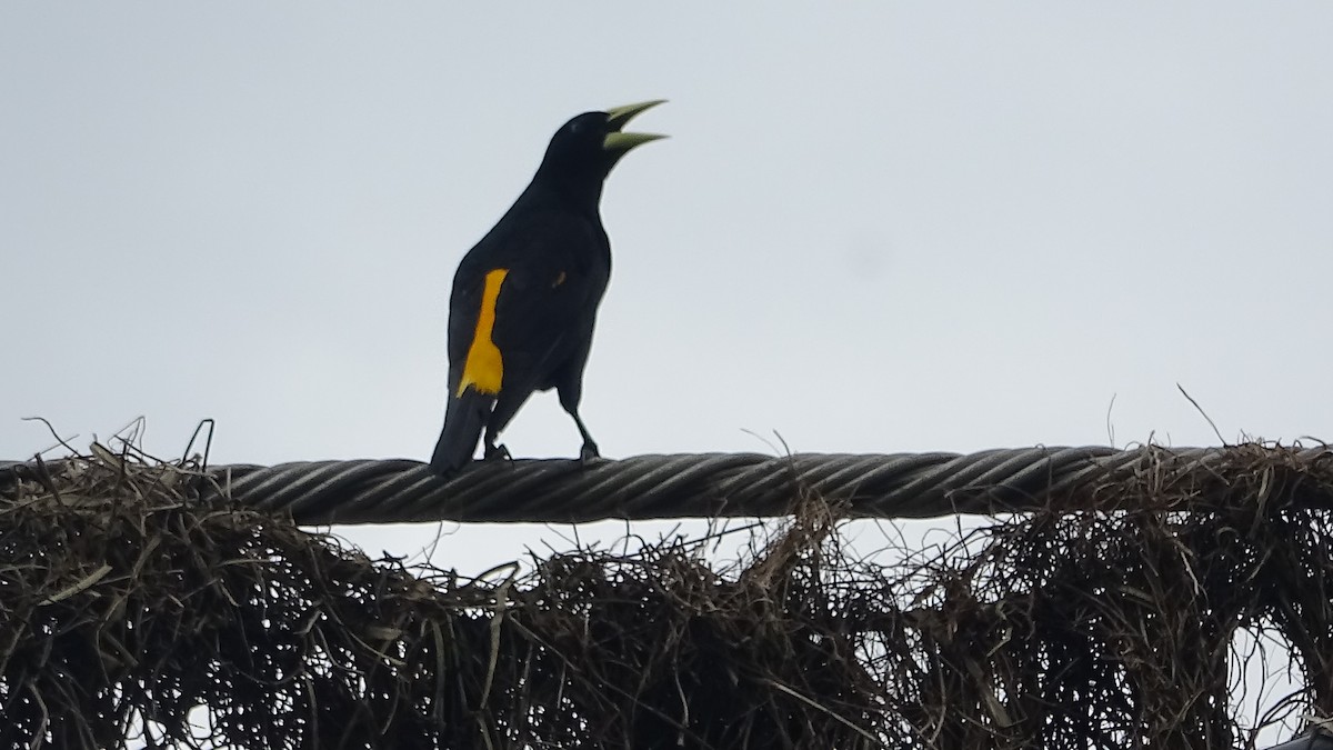 Yellow-rumped Cacique - ML641822637