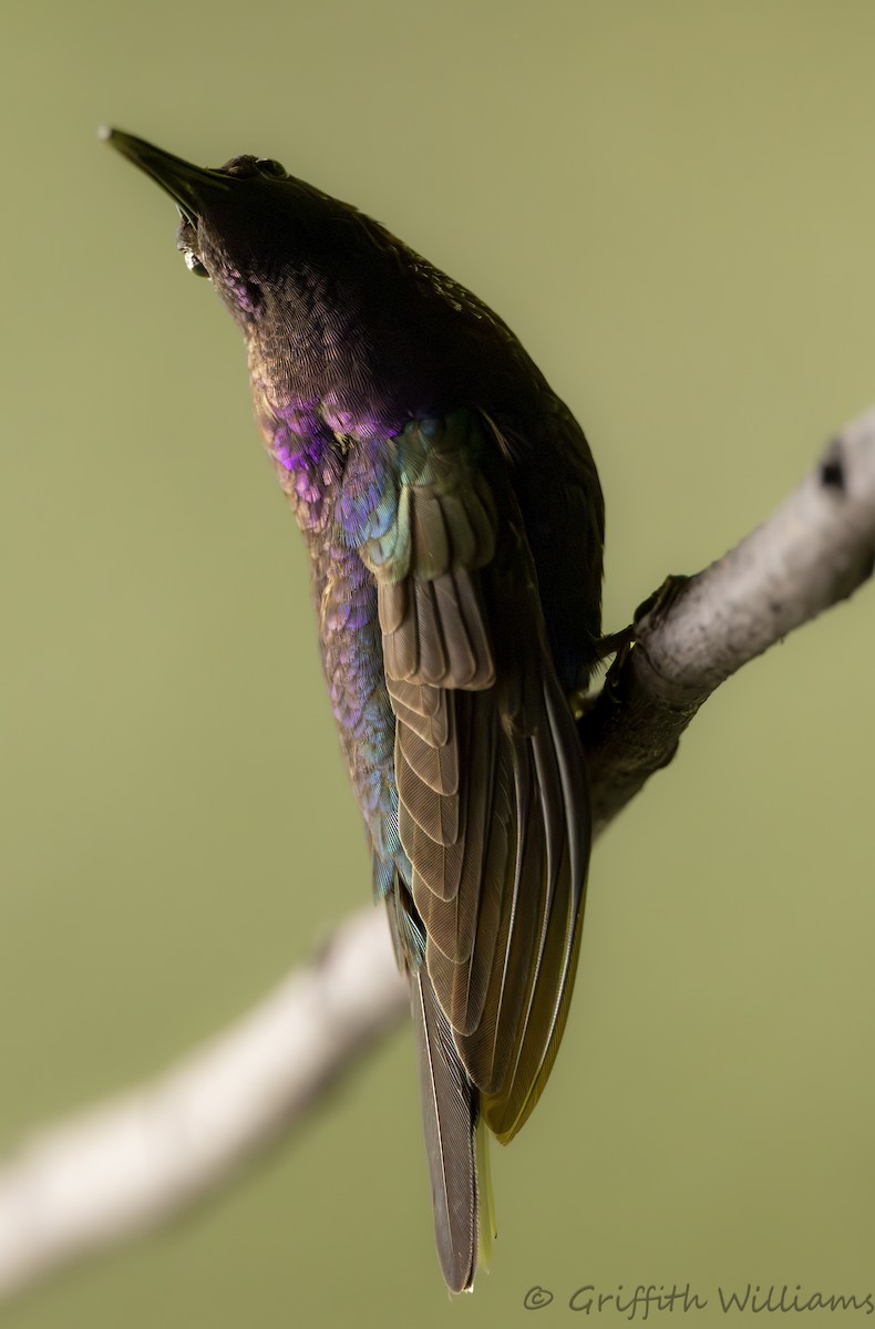 Violet Sabrewing - ML641822638