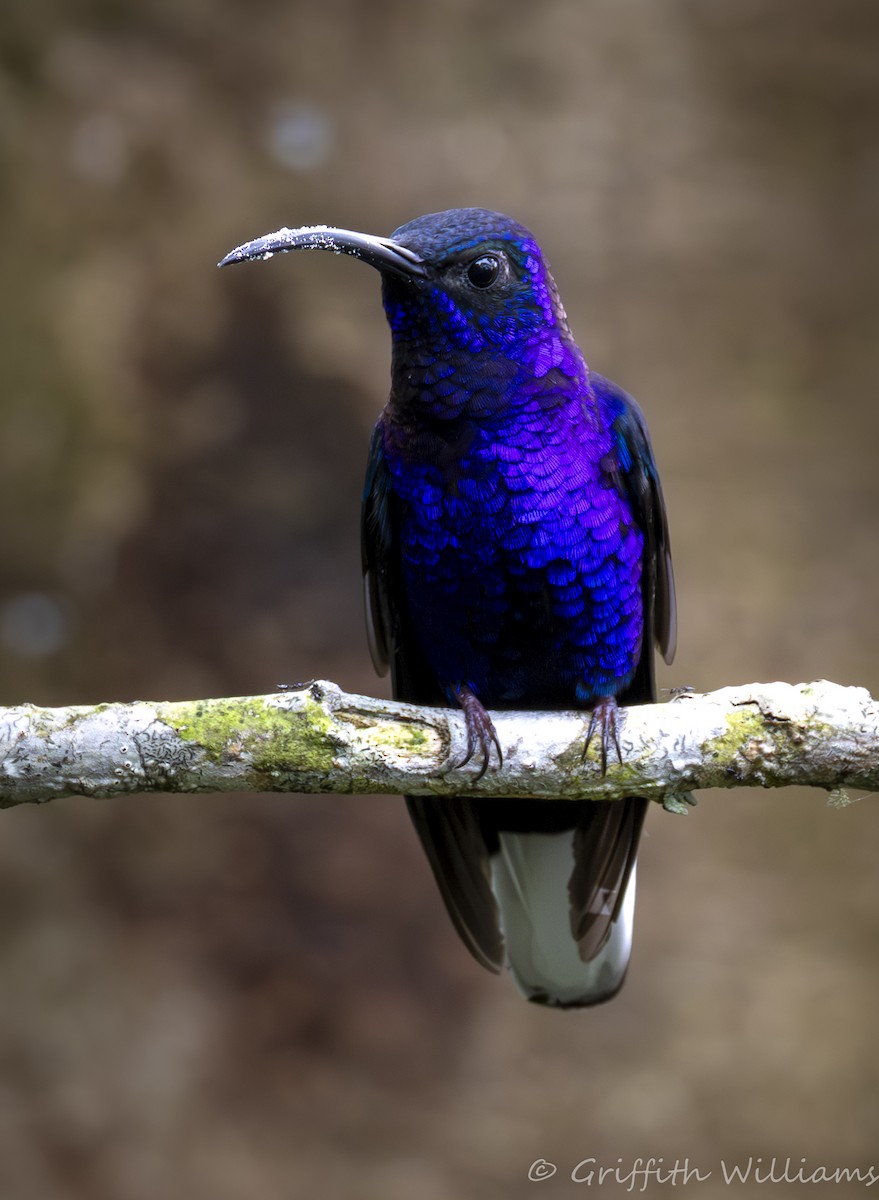 Violet Sabrewing - ML641822642
