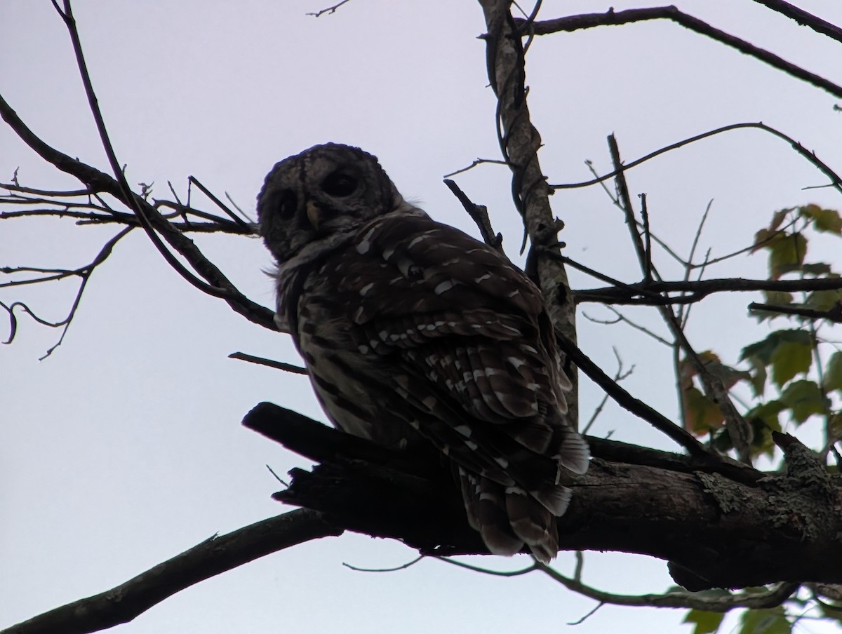 Barred Owl - ML641822647