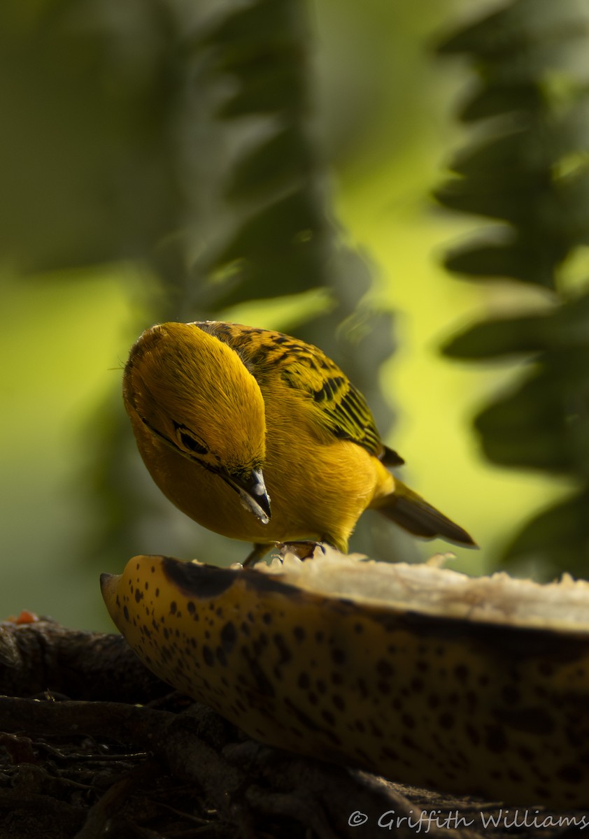 Silver-throated Tanager - ML641822650