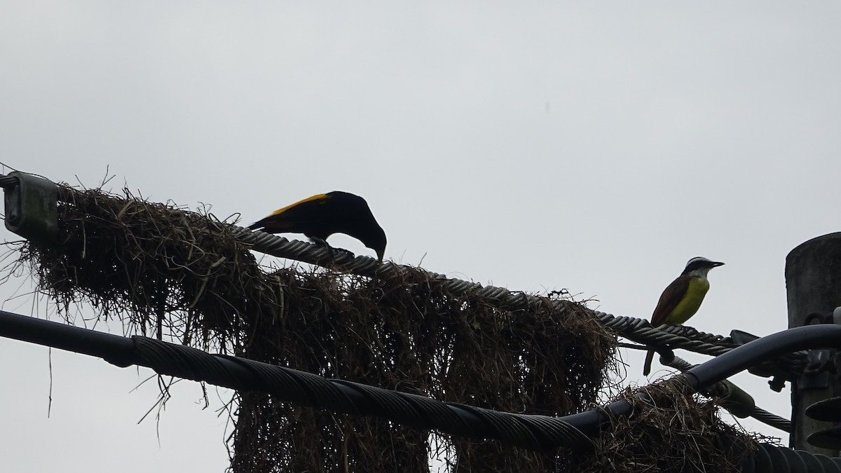 Yellow-rumped Cacique - ML641822651