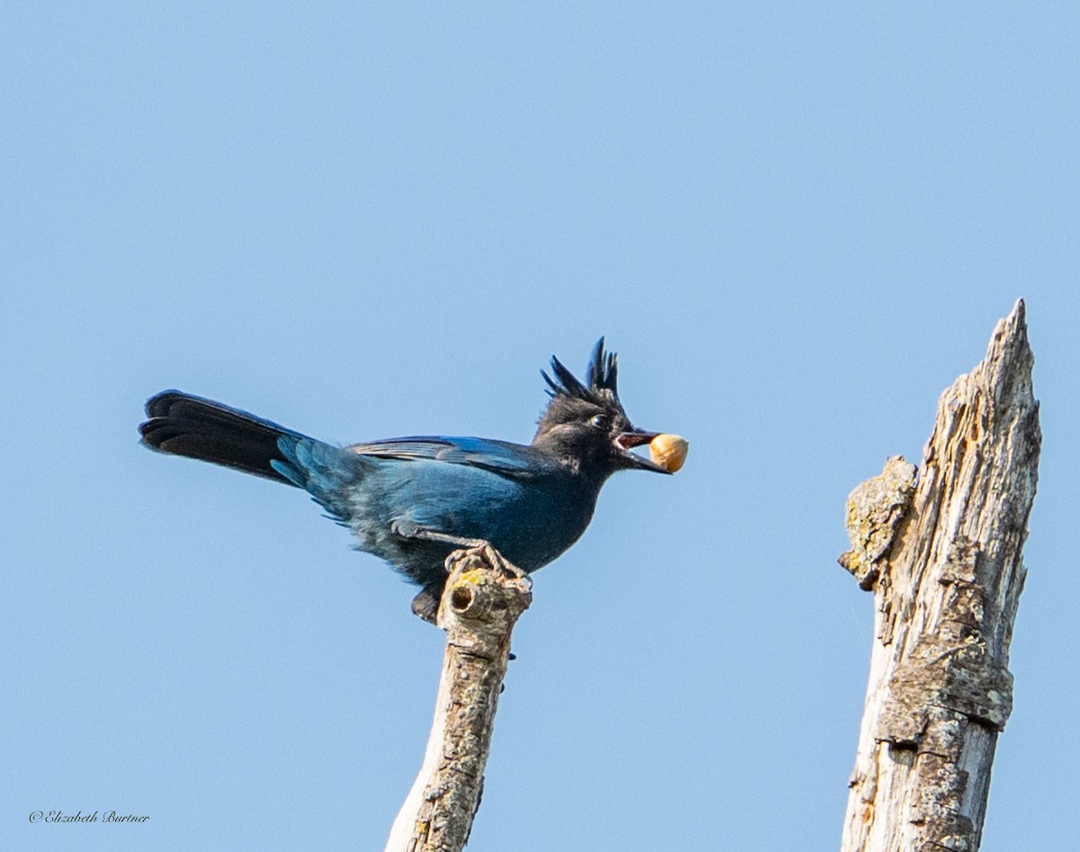 Steller's Jay - ML641822655