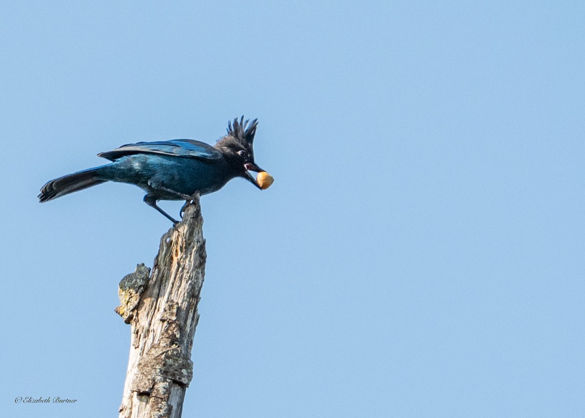 Steller's Jay - ML641822656
