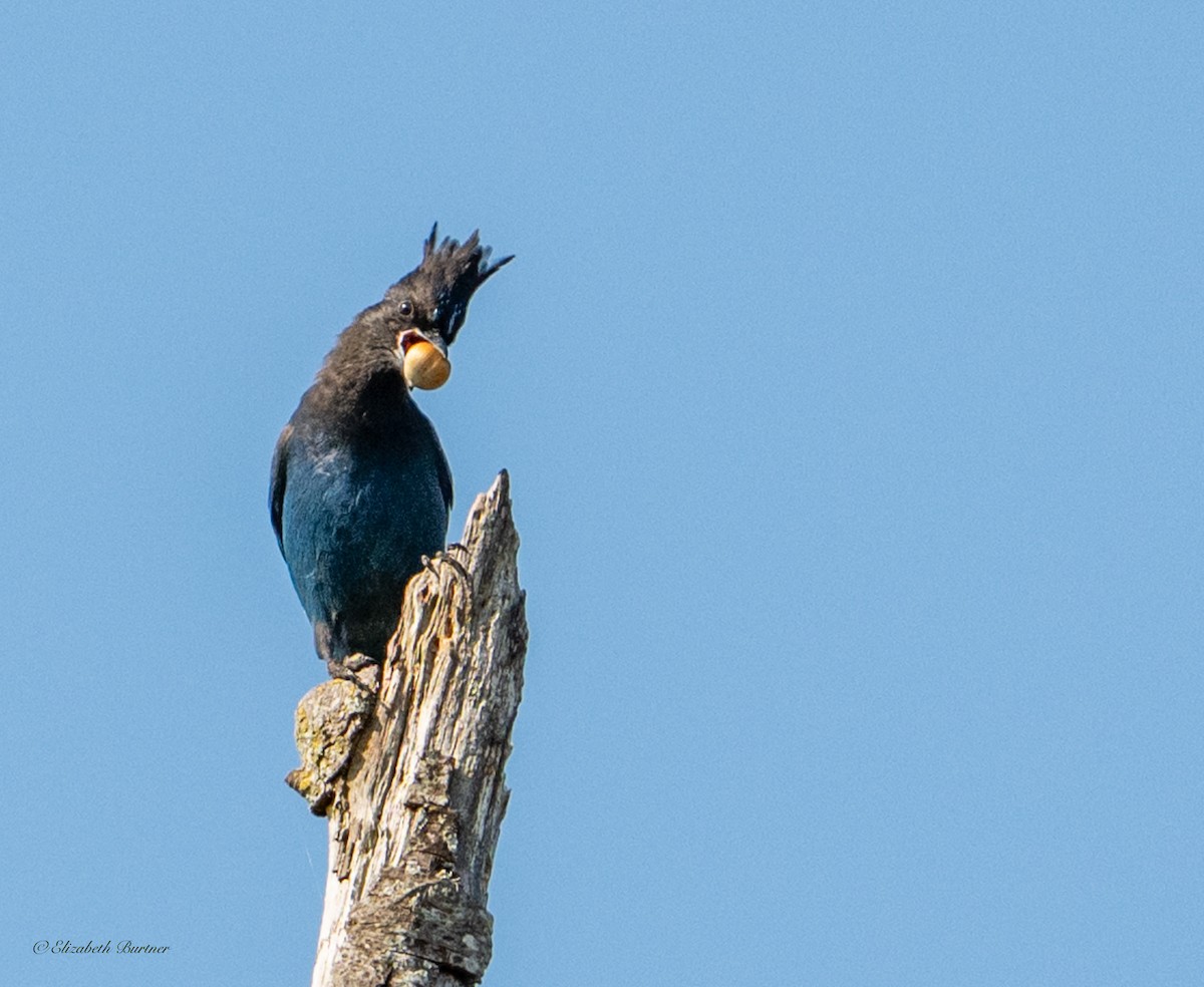 Steller's Jay - ML641822657