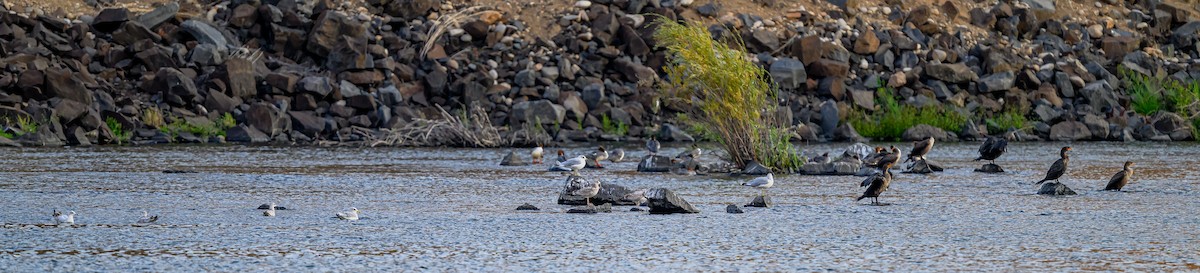 California Gull - ML641822658