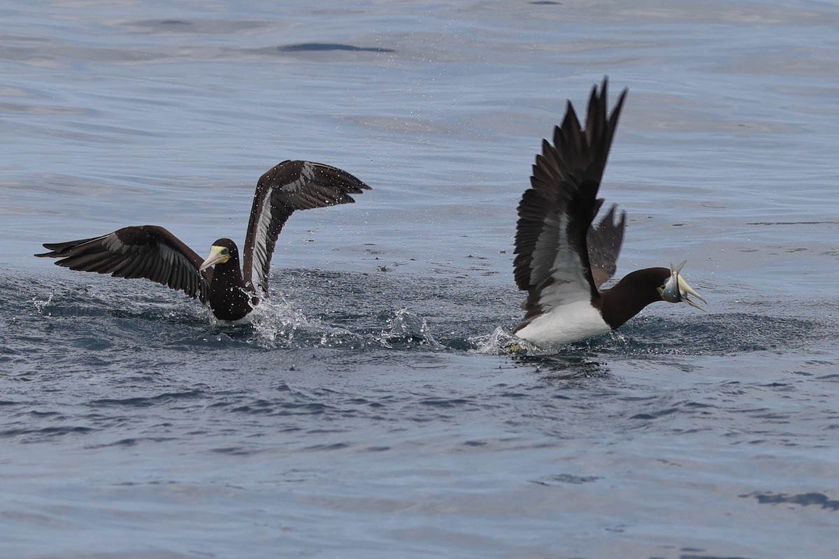 Brown Booby (Atlantic) - ML641822675