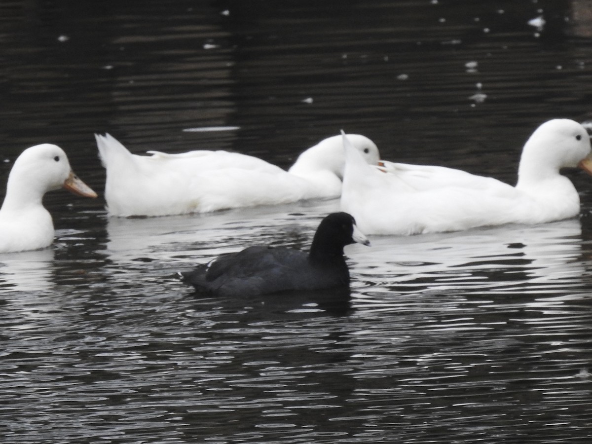 American Coot - ML641822676