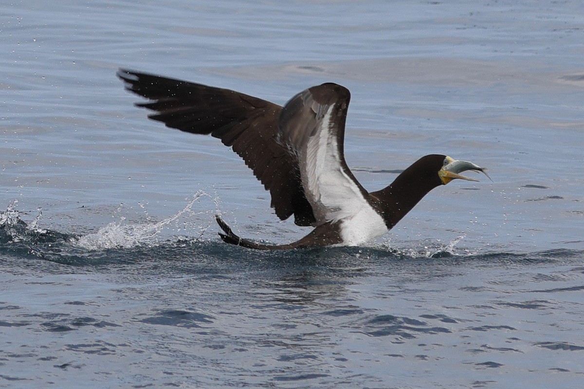 Brown Booby (Atlantic) - ML641822678