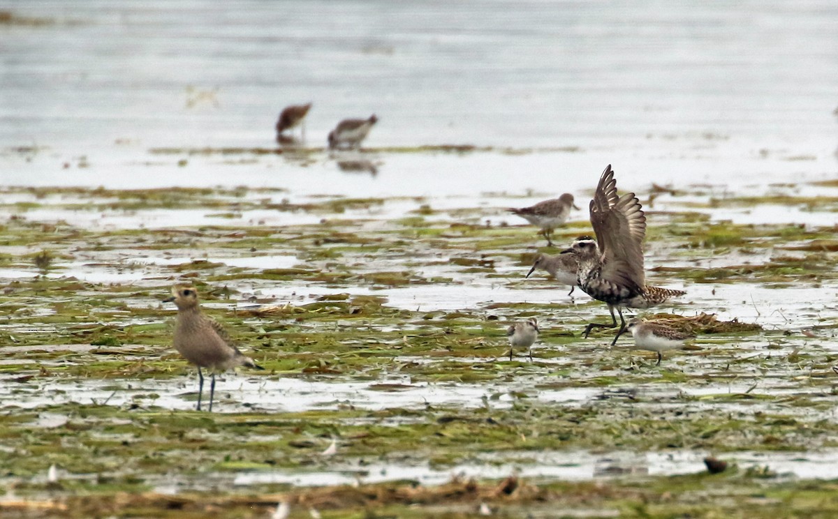 American Golden-Plover - ML641822680