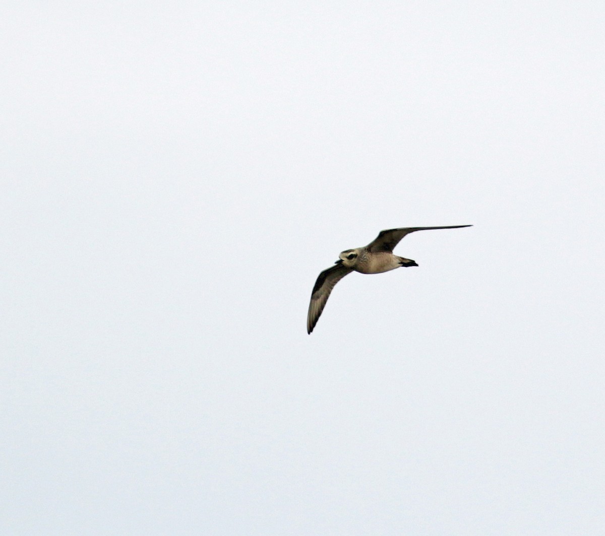 American Golden-Plover - ML641822681