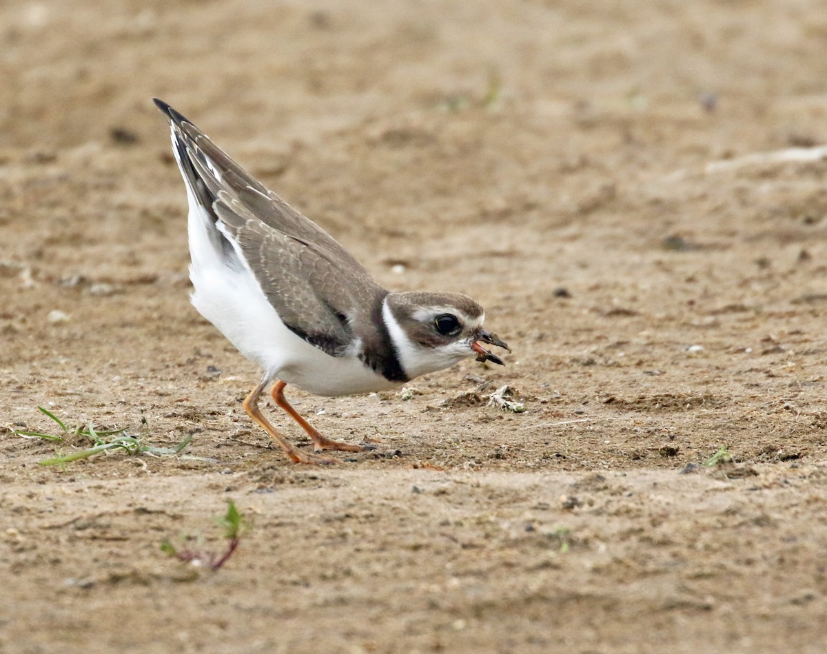 Semipalmated Plover - ML641822692