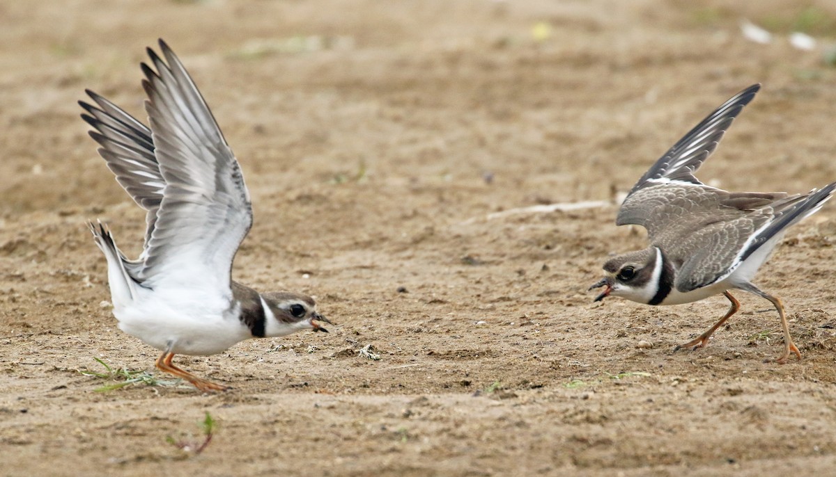 Semipalmated Plover - ML641822693