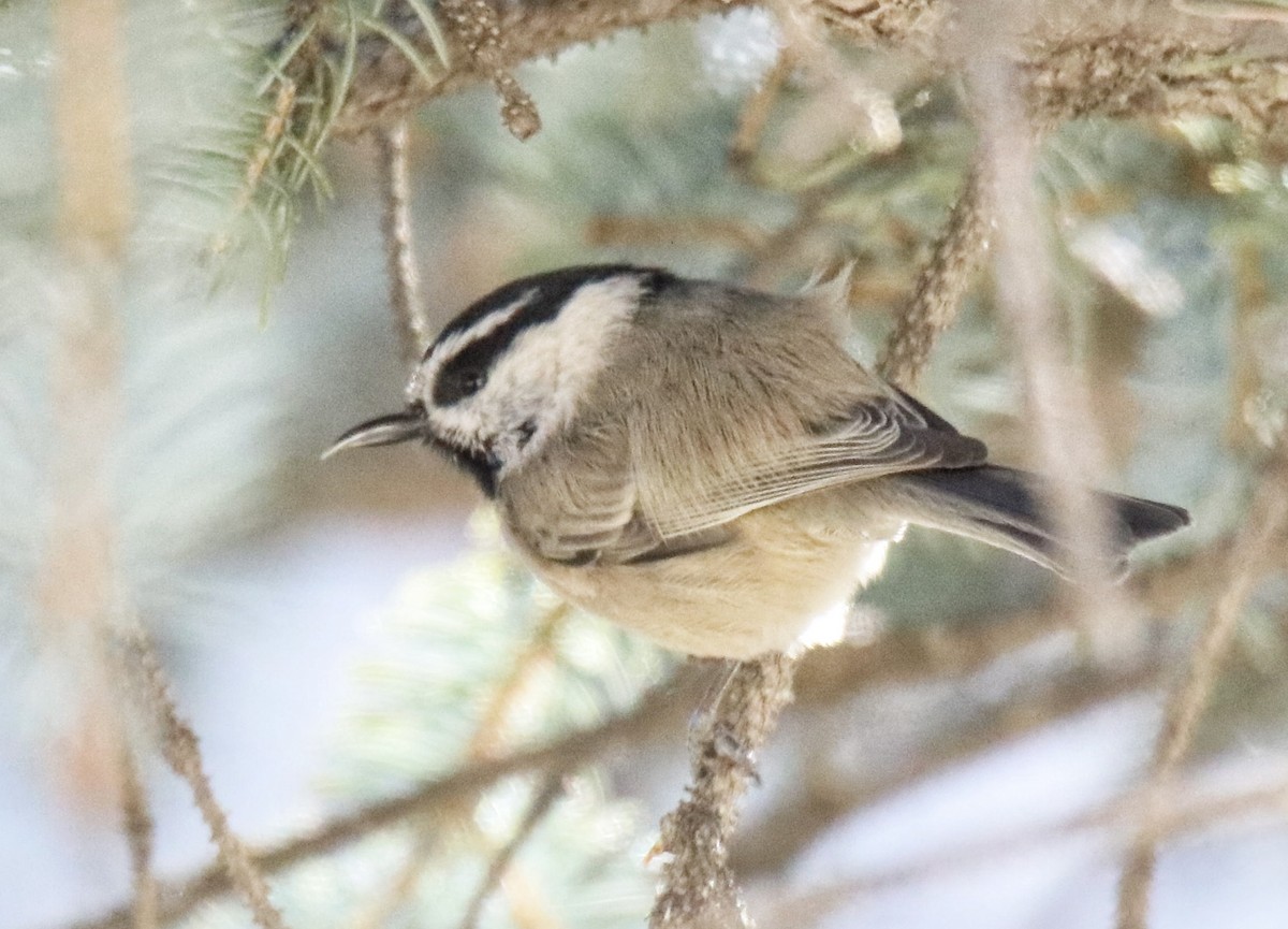 Mountain Chickadee - ML641822707