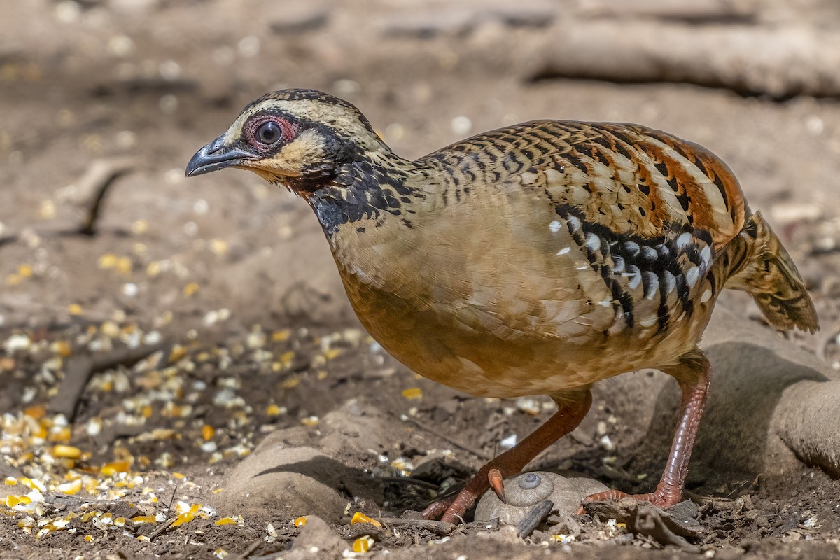 Bar-backed Partridge - ML641822733