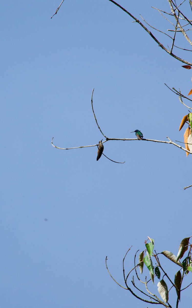Brown Violetear - ML641822736