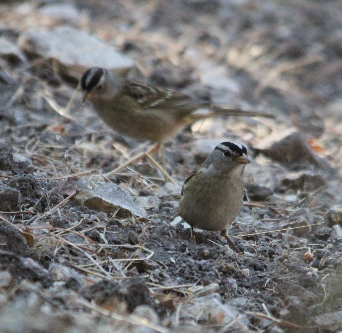 White-crowned Sparrow - ML641822783