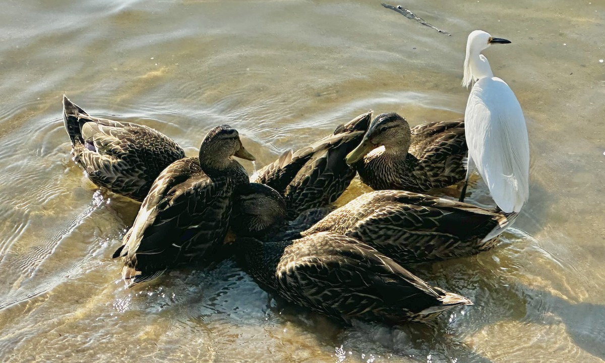 Mallard - ML641822787