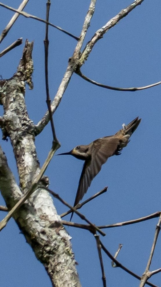 Brown Violetear - ML641822788