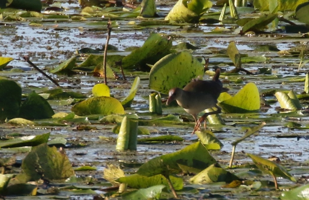 Purple Gallinule - ML641822793