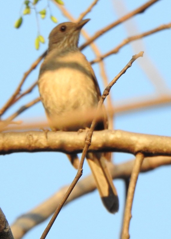 Pale-breasted Thrush - ML641822808
