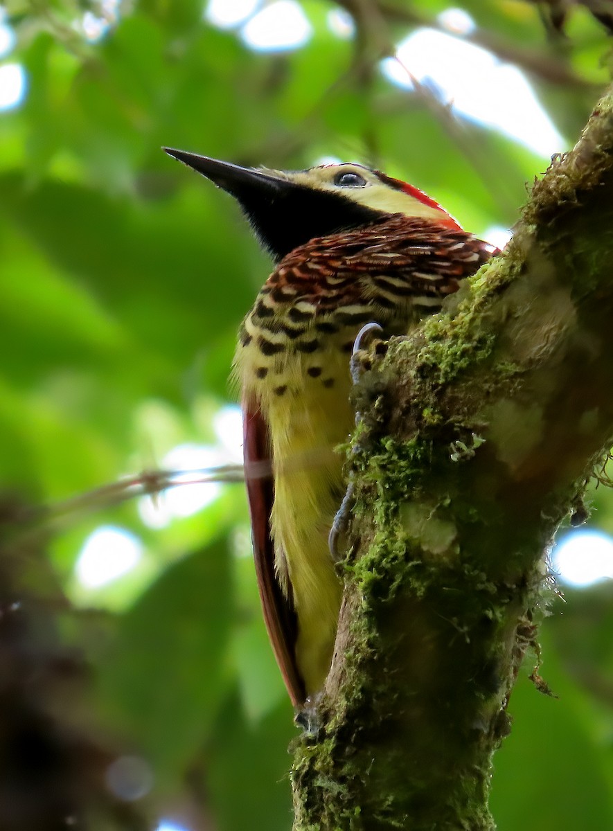 Crimson-mantled Woodpecker - ML641822809