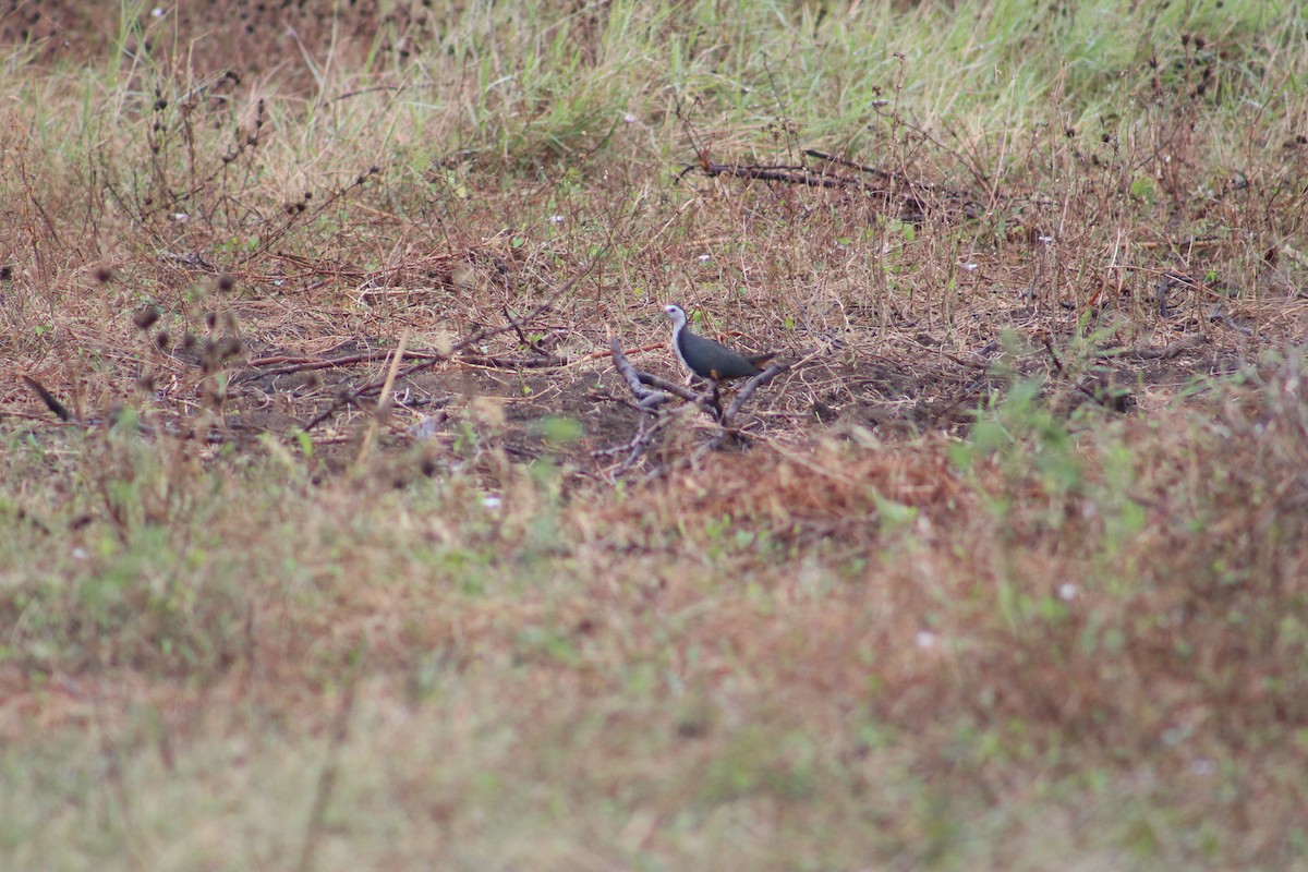 White-breasted Waterhen - ML641822810